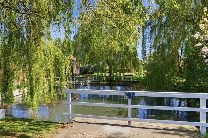 Willow trees by the water